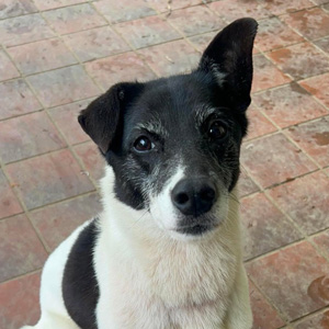 mimi