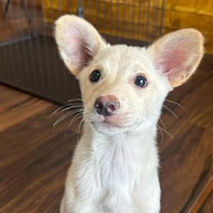 tofu