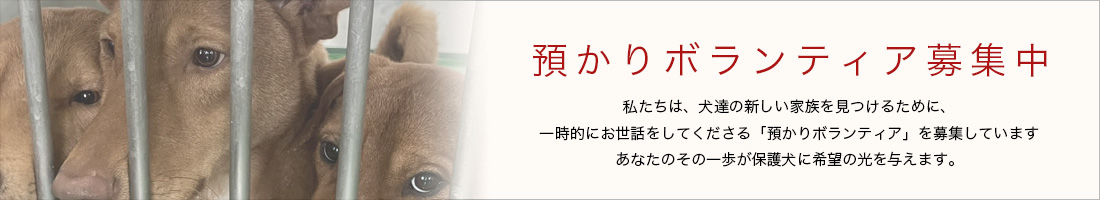 預かりさん募集中