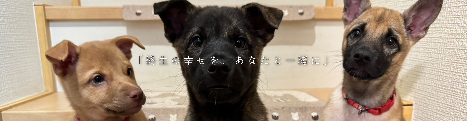 終生の幸せをあなたと一緒に