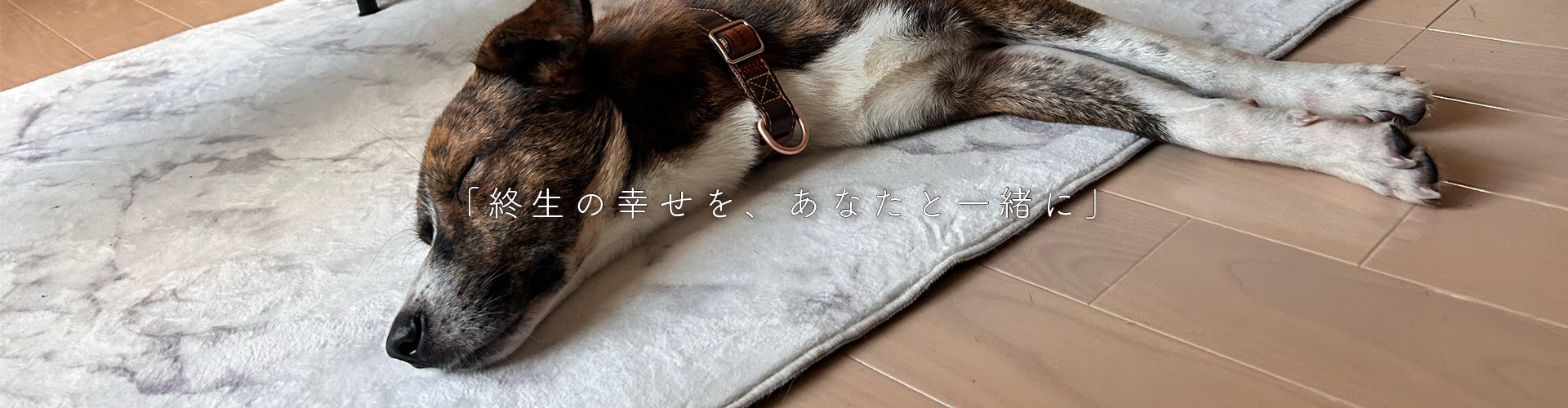 終生の幸せをあなたと一緒に